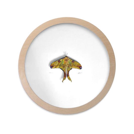 Comet Moth